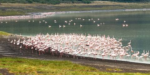 16-Day Classic North and East Tanzania Birding Tour