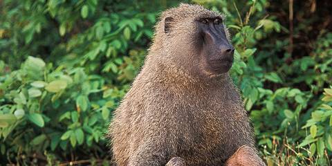 3-Day Classic Wildlife Safari Adventures