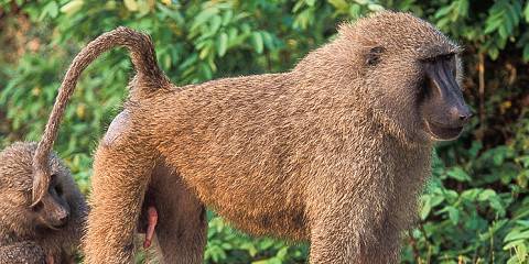 Arusha Nationa Park