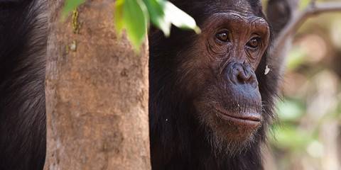 5-Day Luxury Hidden Paradise in Gombe National Park