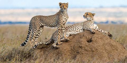3-Day Serengeti & Ngorongoro Crater Luxury Adventure