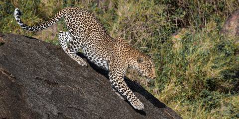 7-Day Tanzania Safari Adventure