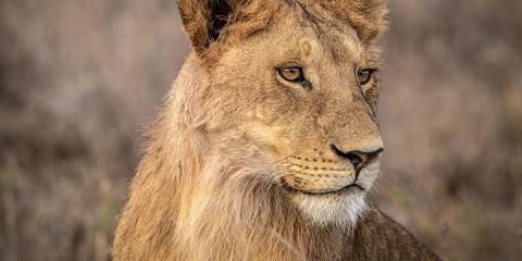6-Day Tanzania Group Safari with 2 Nights in Serengeti