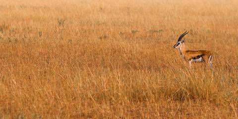 2-Day Zanzibar Fly in Safari to Serengeti & Ngorongoro