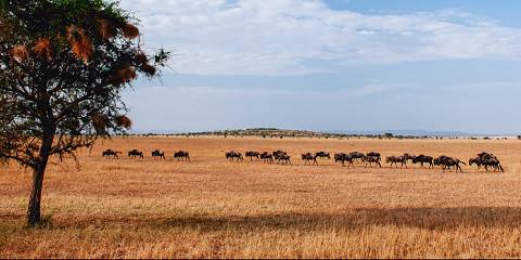 Lake Manyara Serengeti & Ngorongoro Luxury Safari
