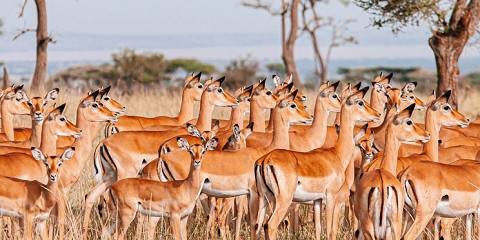 8-Day Migration Tanzania Best Safari Mid Range