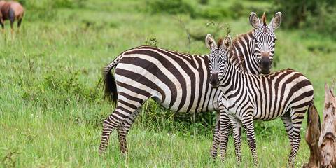 3-Day Serengeti & Ngorongoro Crater Luxury Safari