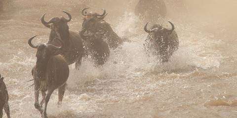 3-Day River Crossing Safari Fly in & Fly Out