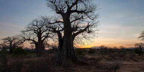 3-Day Tarangire, Ngorongoro & Hadzabe Safari