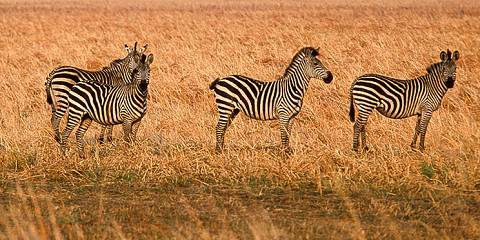 5-Day Romantic Couples Safari Adventure in Tanzania