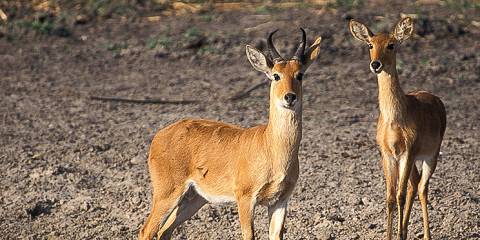 5-Day Selous and Mikumi Safari from Dar Es Salaam