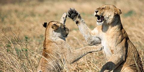 5-Day Luxury Safari from Nairobi to the Serengeti