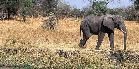 7-Day The Big Five Safari Adventure