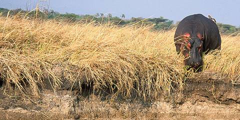 Crucial Tarangire, Ngorongoro Crater & Manyara NP
