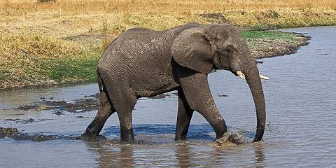 1-Day Wildlife Experience Tarangire National Park