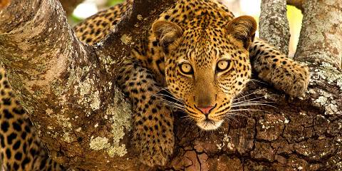 3-Day Best Mikumi National Park - Adventures Safari