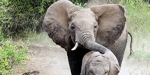 6-Day Big Five Safari, Materuni Waterfalls & Coffee Tour