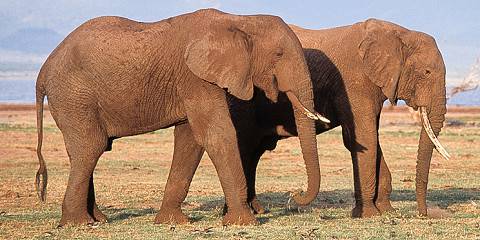 4-Day Classic Safari with Hadzabe Tribe Visit Tour