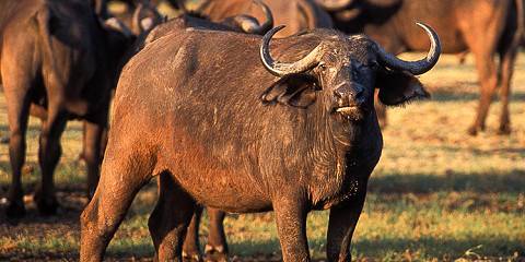 7-Day Safari to Explore the Mara River