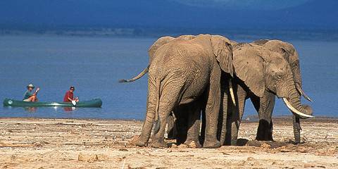 Witness Miracle of Birth, Calving Season Safari