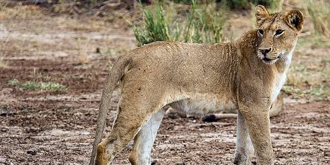 4-Day Wildebeests Migration Calving Period
