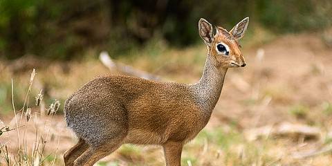 7-Day Private Mid-Range Safari to Northern Tanzania Tour