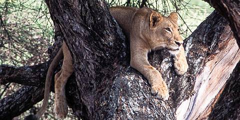 3-Day Tarangire, Manyara & Ngorongoro Group Safari