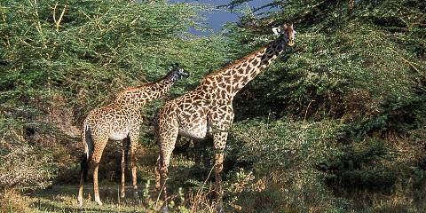 3-Day Luxury Safari Tarangire, Ngorongoro & Lake Manyara