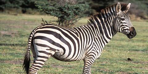Safari to Arusha, Ngorongoro Crater & Lake Manyara