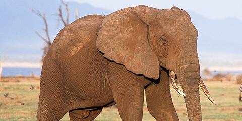 5-Day Tarangire, Serengeti, Crater & Manyara Luxury Tour