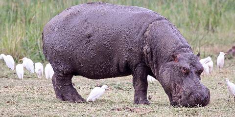 Arusha NP, Tarangire, Ngorongoro & Manyara Safari