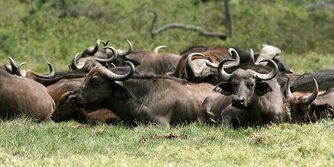 Majestic Safari Tanzania Northern Circuit N Parks