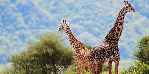 4-Day Ngorongoro, Tarangire and Materuni Comfort Safari