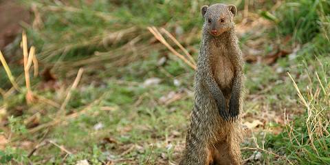 5-Day Adventure - Tanzania Northern Circuit Safari