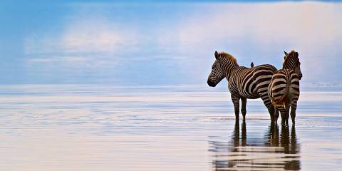 3-Day Classic Honeymoon Safari Experience from Zanzibar