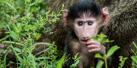 3-Day Classic Tarangire, Manyara & Ngorongoro Safari