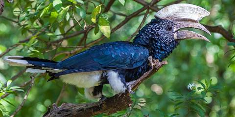 Serengeti Impresive Migration Tour