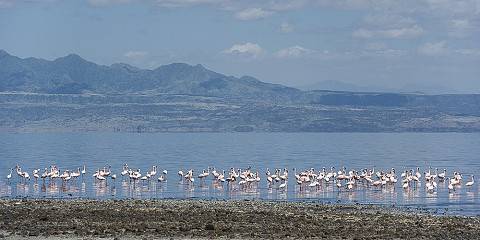 4-Day Safari Option with Lake Natron