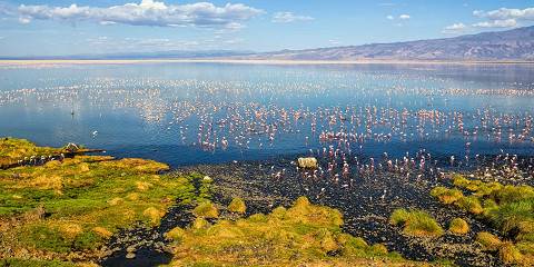 Tarangire, Manyara, Natron, Crater and Serengeti