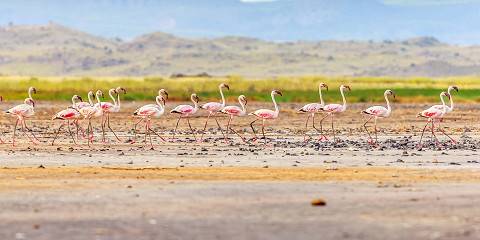 Northern Wilderness & Natron's Splendor