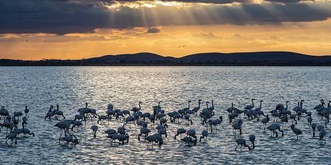7-Day Best Tanzania Safari & Lake Natron
