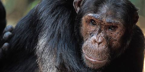 Tanzania Safari to See Migration and Chimpanze