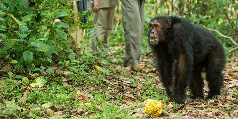 3-Day Gombe Chimpanzee Treking