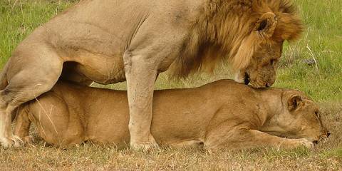 5-Day Ultimate Luxury Safari in Tanzania Northern