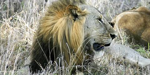 Trip Amazing Big Five in Marvelous Landscape
