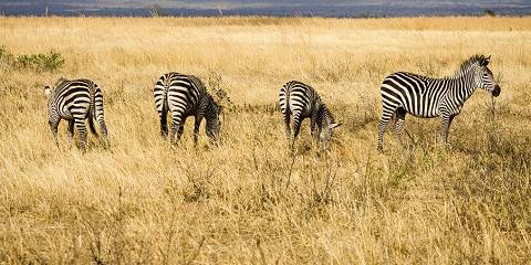 10-Day Southern Tanzania Safari & Mafia Beach Escape
