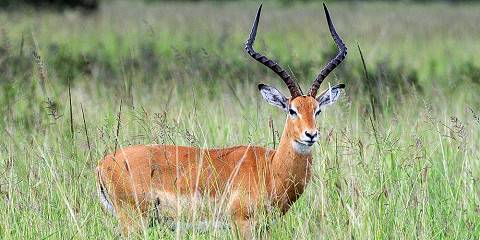 3-Day Explore Wildlife & Waterfalls Safari Adventure