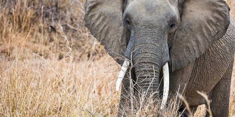 12-Day Tanzania Safari Guide for Wildlife Adventures