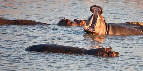 Days Selous Safari
