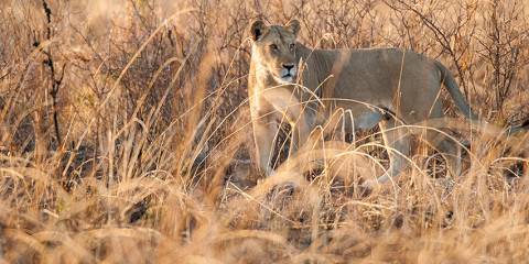 3-Day Safari from Zanzibar to Mikumi National Park